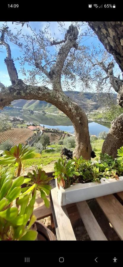Villa Casa Dos Avos - Folgosa Douro Exterior foto